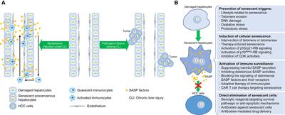 Hepatocellular Senescence: Immunosurveillance and Future Senescence-Induced Therapy in Hepatocellular Carcinoma